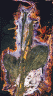Babka zwyczajna <i>Plantago major</i>, 2018 - Pigment on paper, image size 80x45cm, ed/5